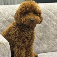 پودل اصیل وارداتی نر