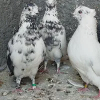 کبوتر بلند پرواز