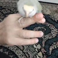 طوطی کوتوله