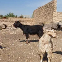 فروش بزوکهره دشت مرغاب