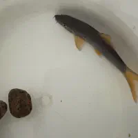 شارک رمبو دم گرمز ۹سانتی|ماهی|کامفیروز, |دیوار