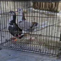 ماده خوشرنگ ۲ عدد