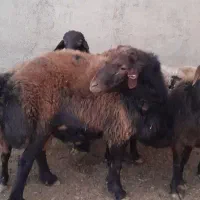 قوچ نر قزل|حیوانات مزرعه|سلطانیه, |دیوار