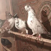 دست پر جوان