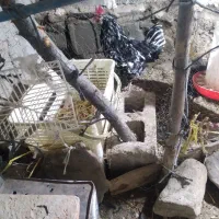 جوجه فریح|حیوانات مزرعه|مشگین شهر, |دیوار