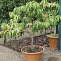 شابلون شمشیری قیسی هلو کیوی سیب|خدمات باغبانی و درختکاری|بیرجند, |دیوار