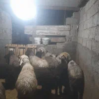 گوسفند بره دار