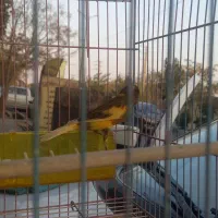 قناری نر مست|پرنده|وحیدیه, |دیوار