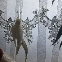 عروس هلندی نر ماده جوجه