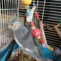 عروس هلندی سرحال