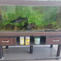 آکواریوم|ماهی|اردبیل, |دیوار