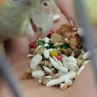 عروس هلندی|پرنده|ری, شهرک نظامی|دیوار