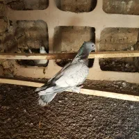 یک جفت کفتر کبوتر بلژیکی روی تخم