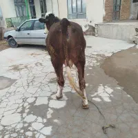 گاو|حیوانات مزرعه|میاندوآب, |دیوار