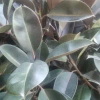 انواع گل‌های آپارتمانی وزینتی|گل و گیاه طبیعی|مشهد, هنرور|دیوار