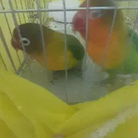 جفت طوطی برزیلی ۷ رنگ|پرنده|دورود, |دیوار