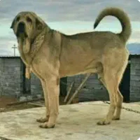 سگ پژدر