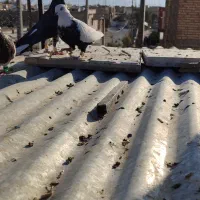 کفتر|پرنده|شیراز, بازار|دیوار