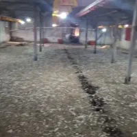 کود مرغی کف سالن