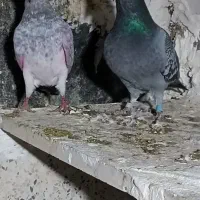 کبوتر نامه بر|پرنده|سرپل ذهاب, |دیوار