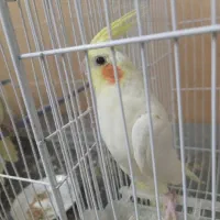 عروس هلندی لوتینو ( تازه دونه خور شده)|پرنده|زابل, |دیوار