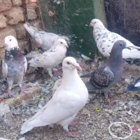 کبوتر پلاکی نر|پرنده|خرامه, |دیوار