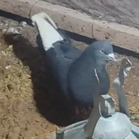 کفتر دم سفید|پرنده|تربت‌حیدریه, حسنی بالا|دیوار