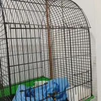 قفس|لوازم جانبی حیوانات|رشت, کوی جام جم|دیوار