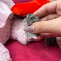 همستر کمپل یا روبروویسکی|موش و خرگوش|تهران, چهارصد دستگاه|دیوار