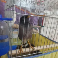 پرنده مرغ مینا سخنگو|پرنده|ساوه, |دیوار