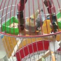 عروس هلندی سخنگو