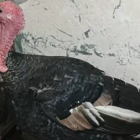 یک عددبوقلمون نر دوساله فروشی یا معامله  مرغ جوجه