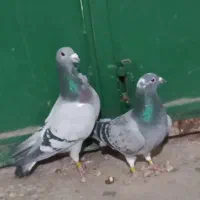 کبوتر|پرنده|نهبندان, |دیوار