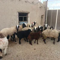 فروش ده راس میش وبره شالی اصل جنس مناسب خانا دار