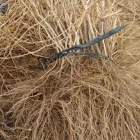 نهال انگور ترکمن درخت انگور بیدانه سیاه ،نهالستان|خدمات باغبانی و درختکاری|مشهد, خواجه ربیع|دیوار