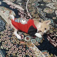 پامر روباهی|سگ|برخوار, |دیوار