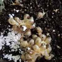 حلزون آچاتینا (درمانی)