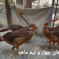 جوجه و بالغ طاووس بلژیکی و آمریکایی زینتی|پرنده|تهران, اباذر|دیوار