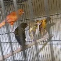 قناری، قناری ماده، جیبوس،قناری رسمی ،رد فکتور سبز