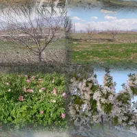 تولید و پخش محصولات لبنی نان وکلوچه محلی