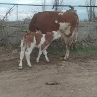 گاوباگوساله‌نر