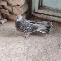 کبوتر پر|پرنده|فرخ‌شهر, |دیوار