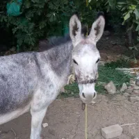الاغ با کره