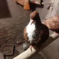 کبوتر|پرنده|تربت‌حیدریه, قاسم آباد|دیوار