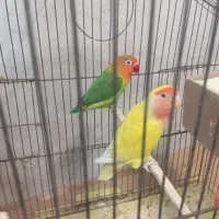 طوطی|پرنده|بهارستان, |دیوار