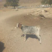 فروش ۲ راس بز جوان ابستن|حیوانات مزرعه|نی‌ریز, |دیوار