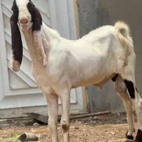 شهرستلن لنده