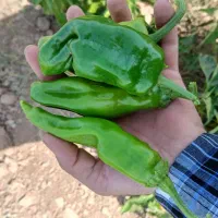 فلفل سبز و قرمز|خوردنی و آشامیدنی|سبزوار, نواب صفوی|دیوار