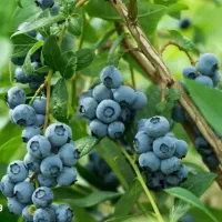 نهالستان|خدمات باغبانی و درختکاری|اصفهان, مصلی|دیوار