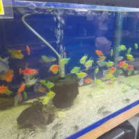 آکواریوم نمو شهرستان قوچان|ماهی|قوچان, |دیوار